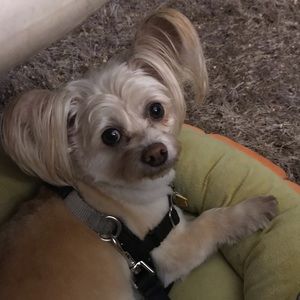 Meet your Posher, Deb